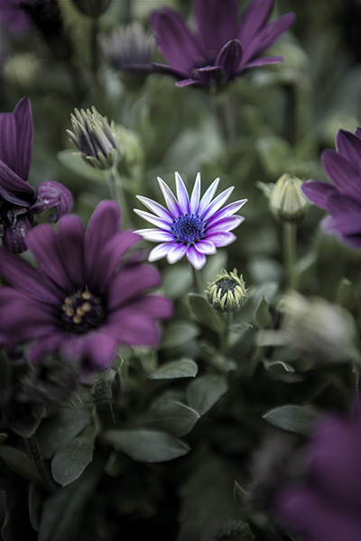 purple lowers in a garden