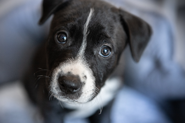 portrait of a black-and-white puppy