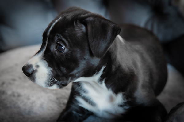 portrait of a black-and-white puppy