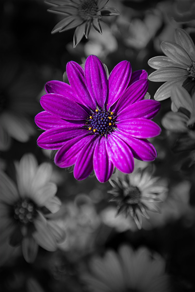 purple flower surrounded by black and white flowers